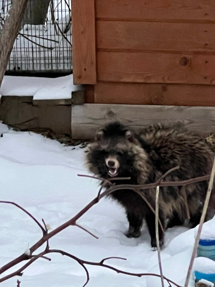     фото: реабилитационный центр диких животных "Ромашка"