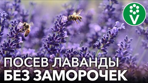 Download Video: Лаванда всходит щёткой! Самая полная инструкция по выращиванию лаванды из семян