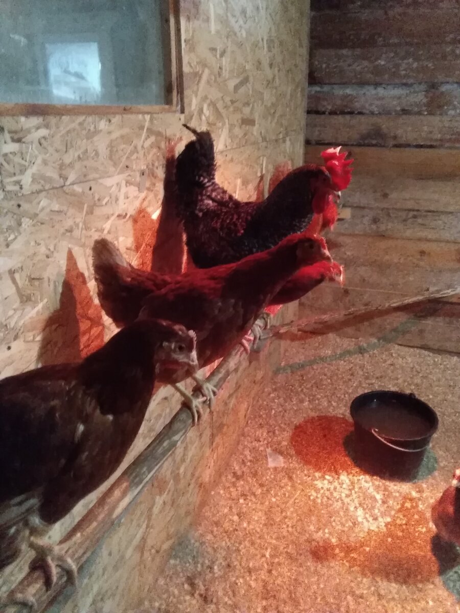 Фото автора. 