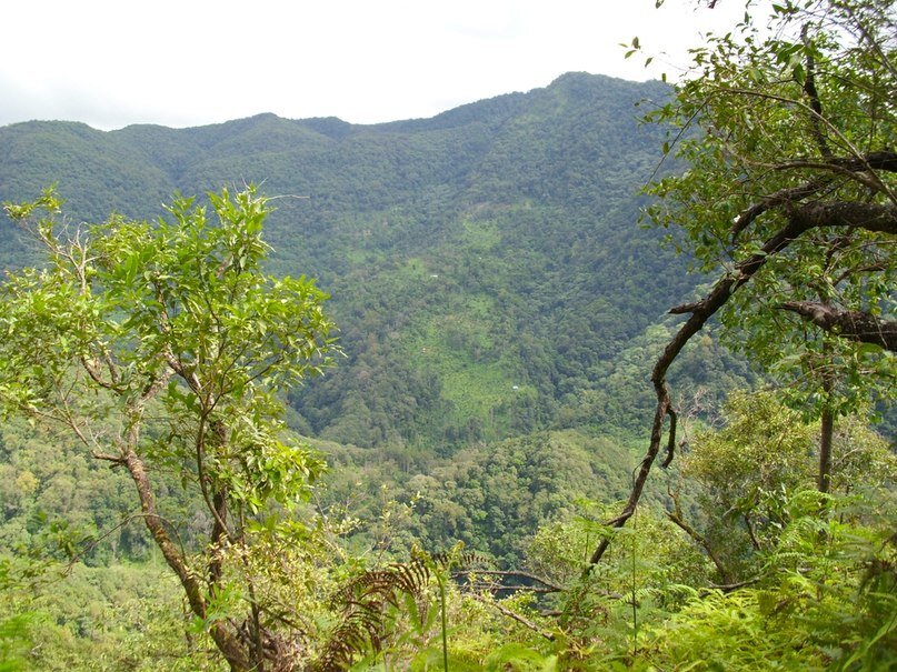 Иу — чайная гора, расположенная в городке Иу в провинции Юньнань, Китай.