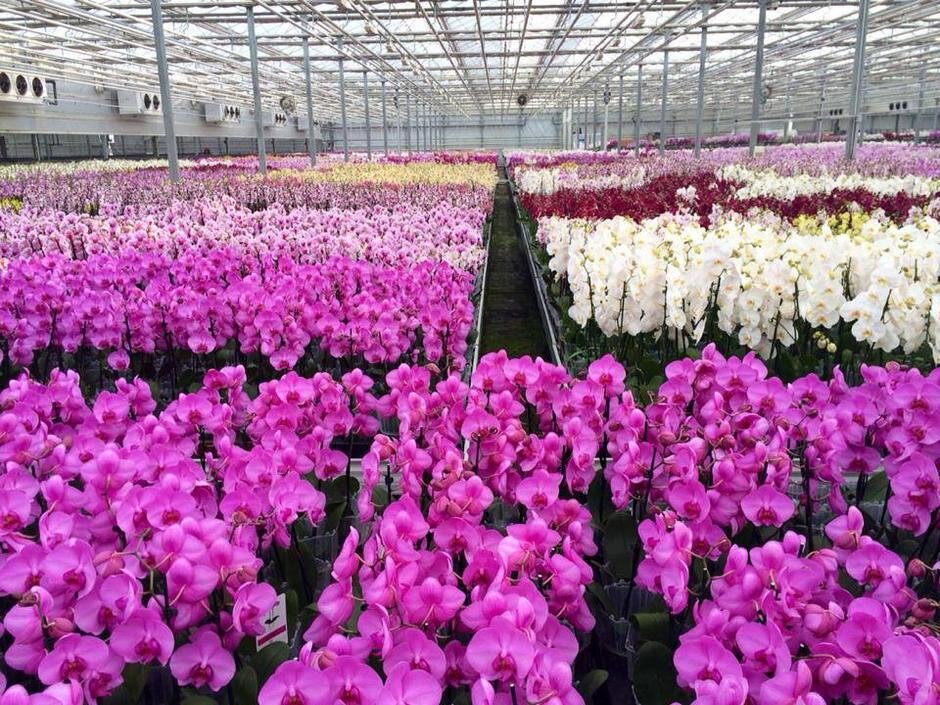 У них все цветут - без капризов!