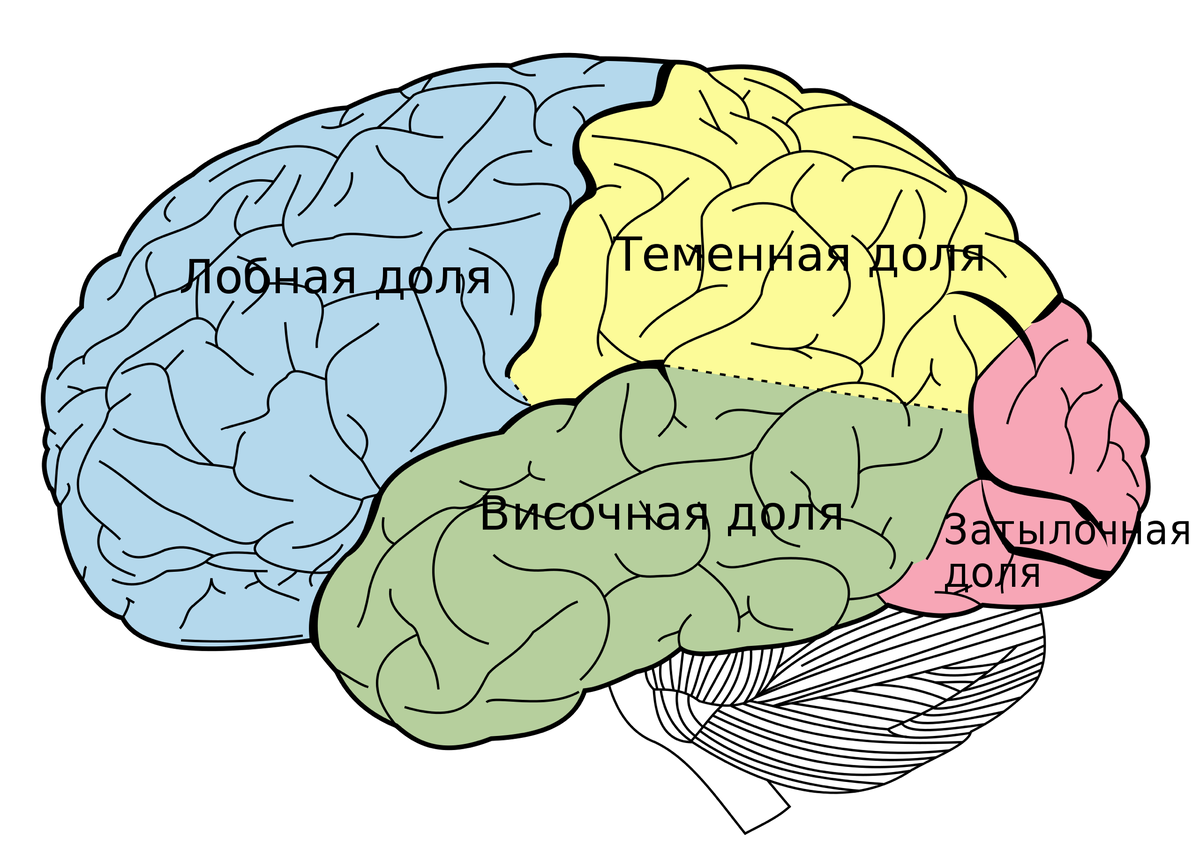 Уничтожь ПМС, пока он не уничтожил тебя | Наука для Всех | Дзен