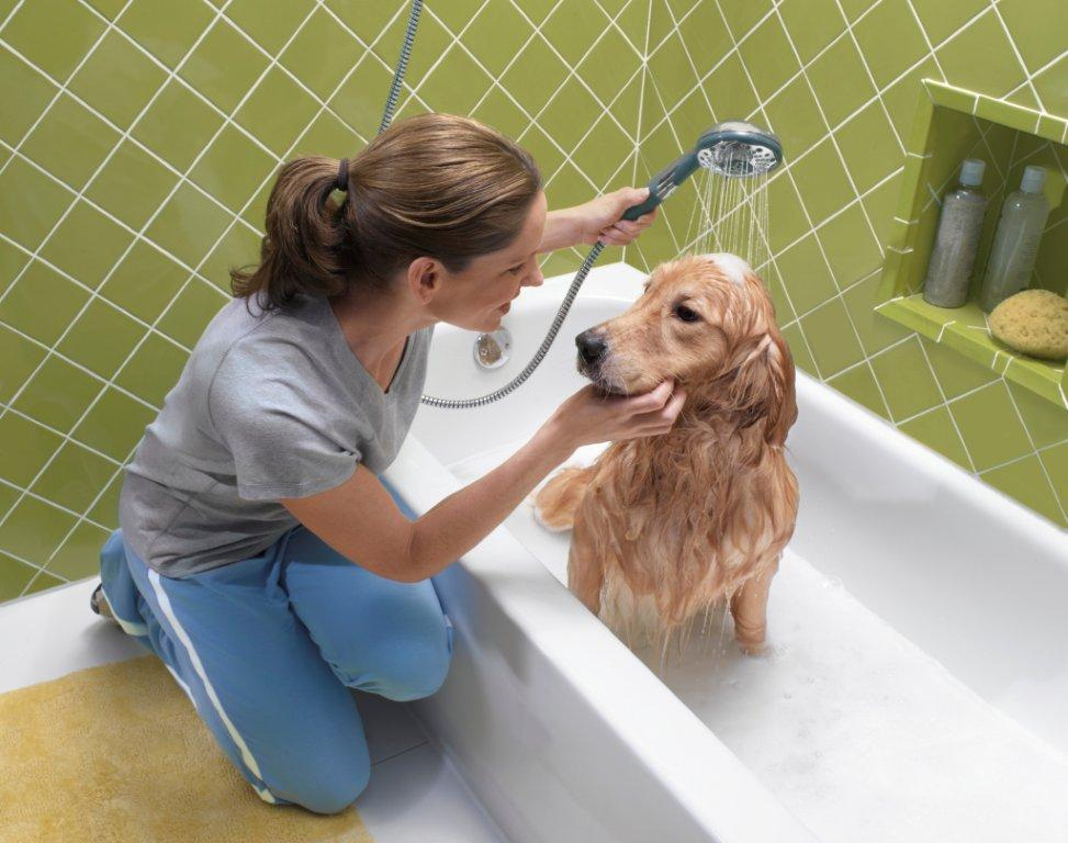 Когда можно купать собаку после. Мытье собаки. Собаку моют. Уход за домашними животными. Собака моется.