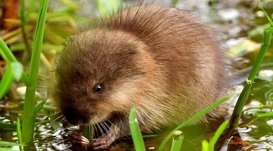 Живые ондатры. Ондатра мускусная. Ондатра (лат. Ondatra zibethicus). Водяная крыса ондатра.