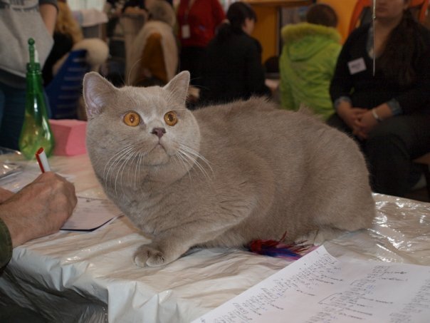 А это Самантичка через год, на выставке, на столе у эксперта.