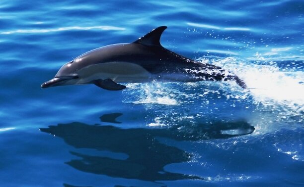   У каждого есть такие места, забыть о которых невозможно, хотя бы потому, что там воздух помнит твоё счастливое дыхание...
Эрих Мария Ремарк