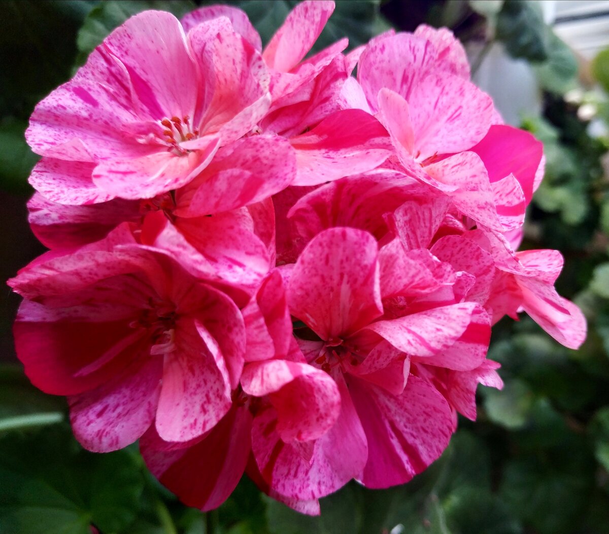 Цветение этого года