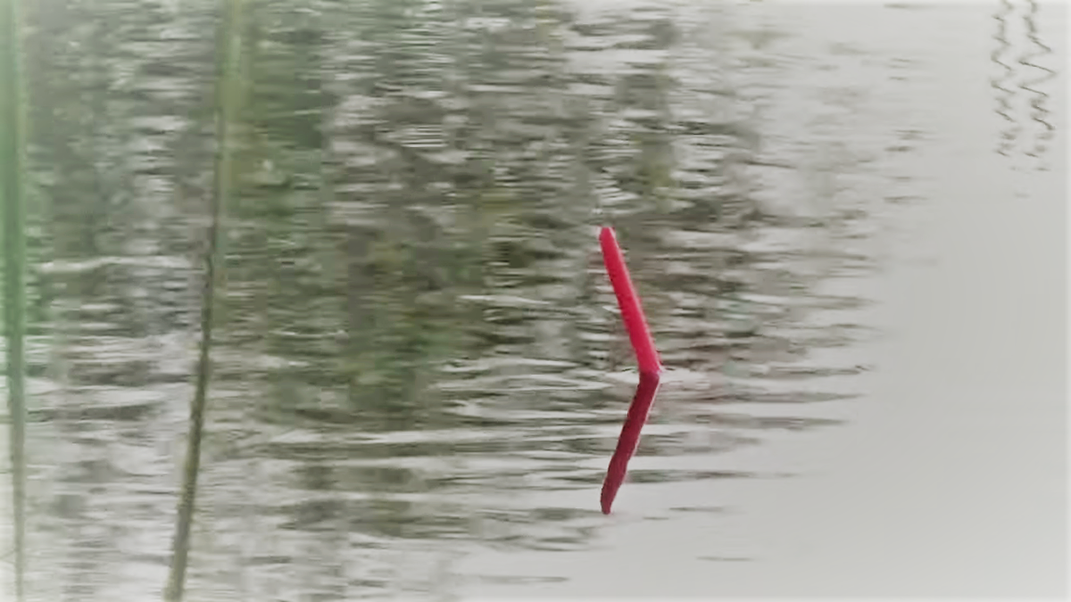 Видео поклевки карася на поплавок - уникальная запись привлекательной рыбалки
