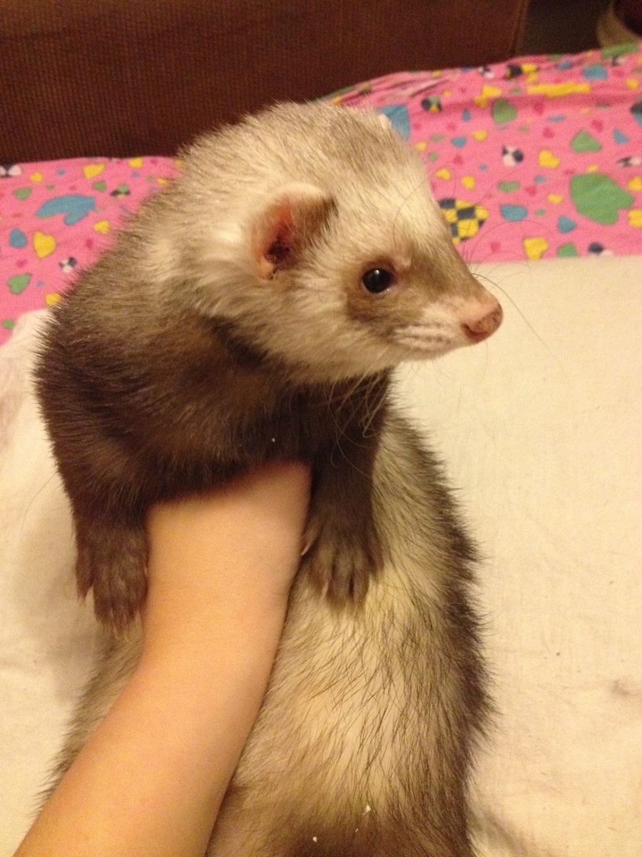 Импозантный хорек украдет ваше сердечко и котлету