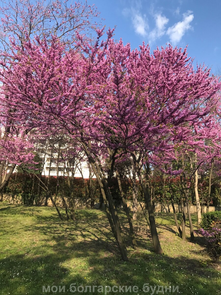 Приморский парк, Бургас