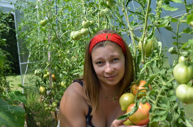 Вот такой обильный урожай томатов был в прошлом году.
