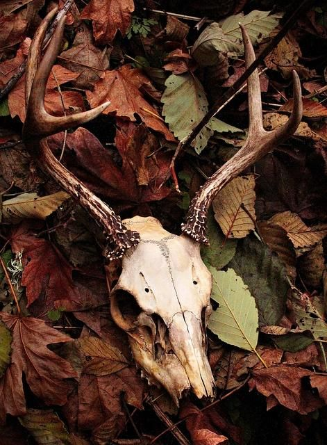 Фото из интернета:  https://www.pinterest.ru/pin/775463629560012598/