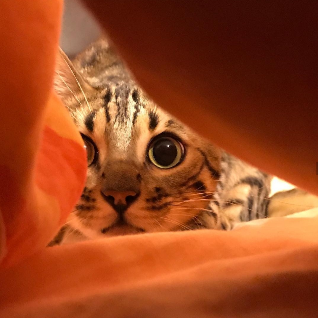 Инстаграм @nataliaermolaeva