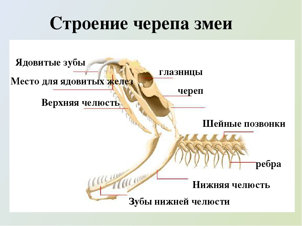 Какой признак внешнего строения змеи. Скелет змеи строение. Скелет головы змеи строение. Отделы скелета змеи. Строение скелета змеи анатомия.