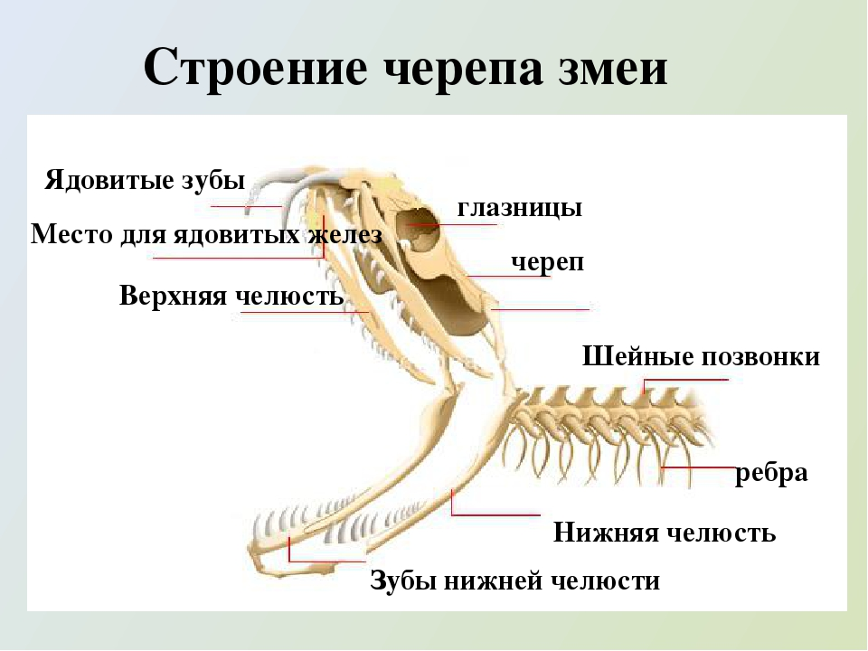 Отдел скелета челюсти