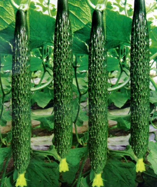 фото Яндекса