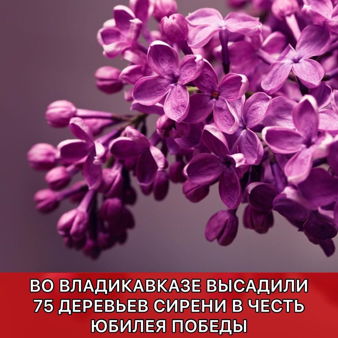 В мотострелковом соединении 58-й армии во Владикавказе высадили 75 деревьев сирени в честь юбилея Победы. 📌
Как сообщает пресс-служба ЮВО, на торжественном мероприятии с поздравительной речью выступили заместитель командующего 58-й армии Василий Зайцев, командование мотострелкового соединения, ветеран Великой Отечественной войны, а также представители общественной организации.
📌
Приглашенные гости посадили 75 деревьев сирени на Аллее славы. Военнослужащие продемонстрировали гостям образцы современной техники, состоящие на вооружении бригады ЮВО.
📌
Парк Победы включает в себя несколько разделов: Аллею Героев Советского Союза (17 военнослужащих), Аллею Героев Российской Федерации (24 военнослужащих), Аллею Славы, посвященную военнослужащим, погибшим в локальных войнах (411 военнослужащих, служивших в мотострелковой бригаде ЮВОЮВО
