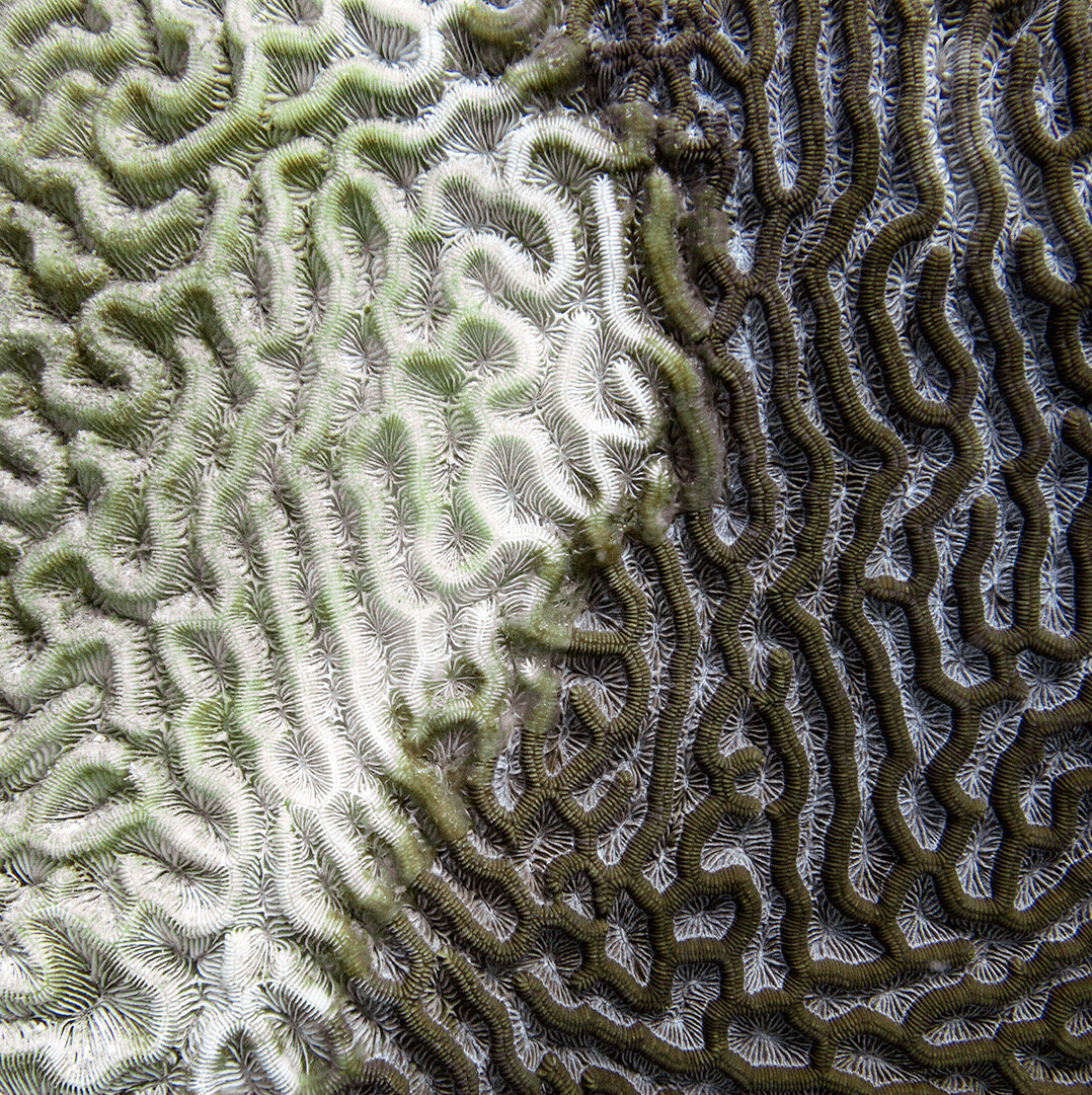 Мозговой коралл (Faviidae) подвергся обесцвечиванию