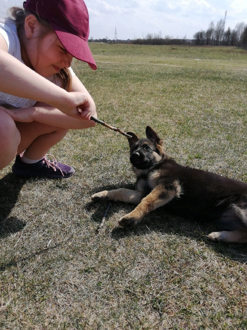 Моя сестра и собака