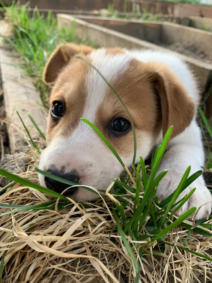 Теперь я - Дик