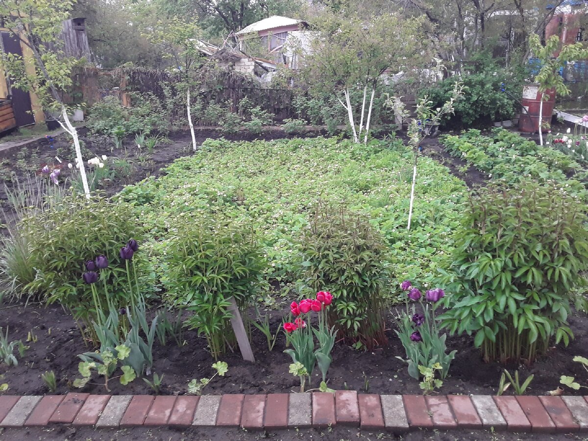 Это клубничная грядка мужа, дорожки уже не видно