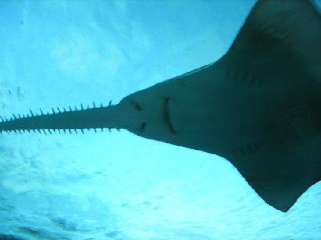 СТРАНИЧКА МИРА_№ 7: Самая большая машина в мире! - DRIVE2