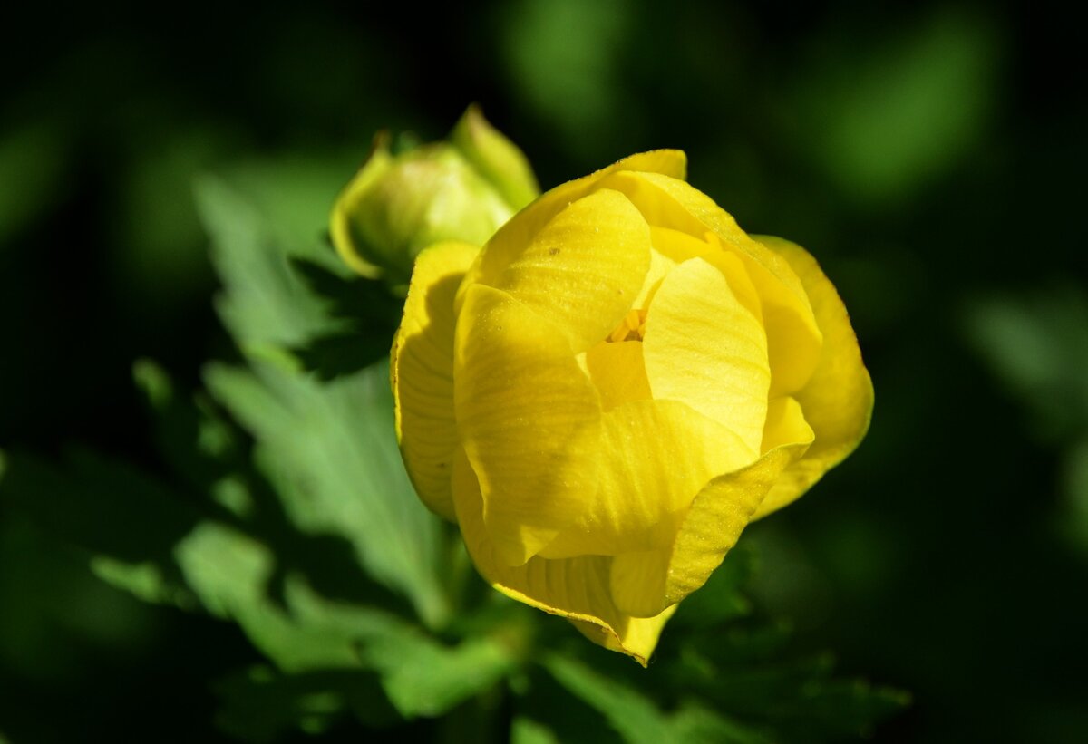 Купальница Trollius ranunculoides