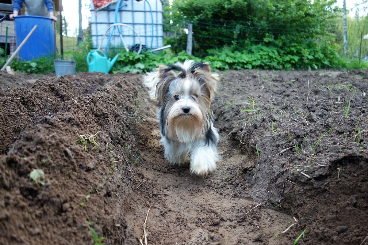 Соня очень любит огород... Когда она вырастет, будет помогать...)