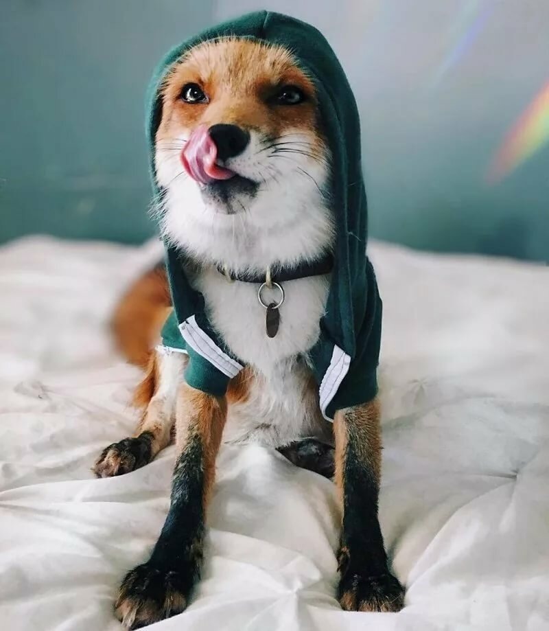 Фото из открытого источника 