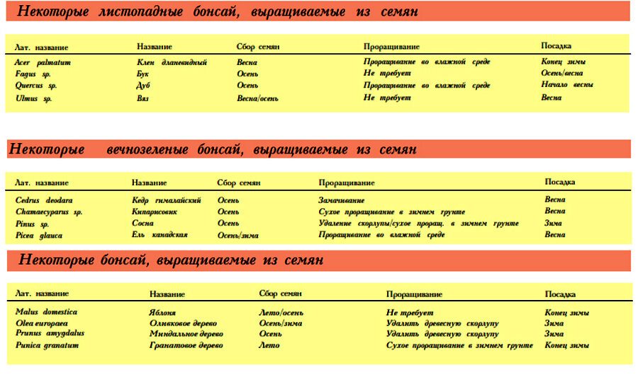 Кедр ливанский (Cedrus libani)