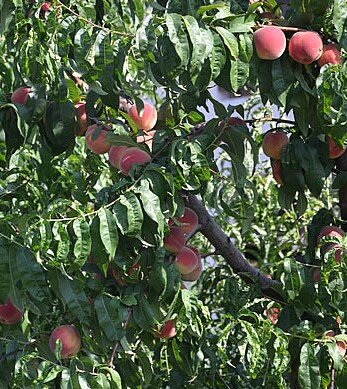 Персики Кучугурские сочные,сладкие, пропитанные солнцем Тамани