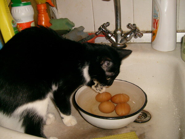 Вот выпью воду  и доберусь до яичек!