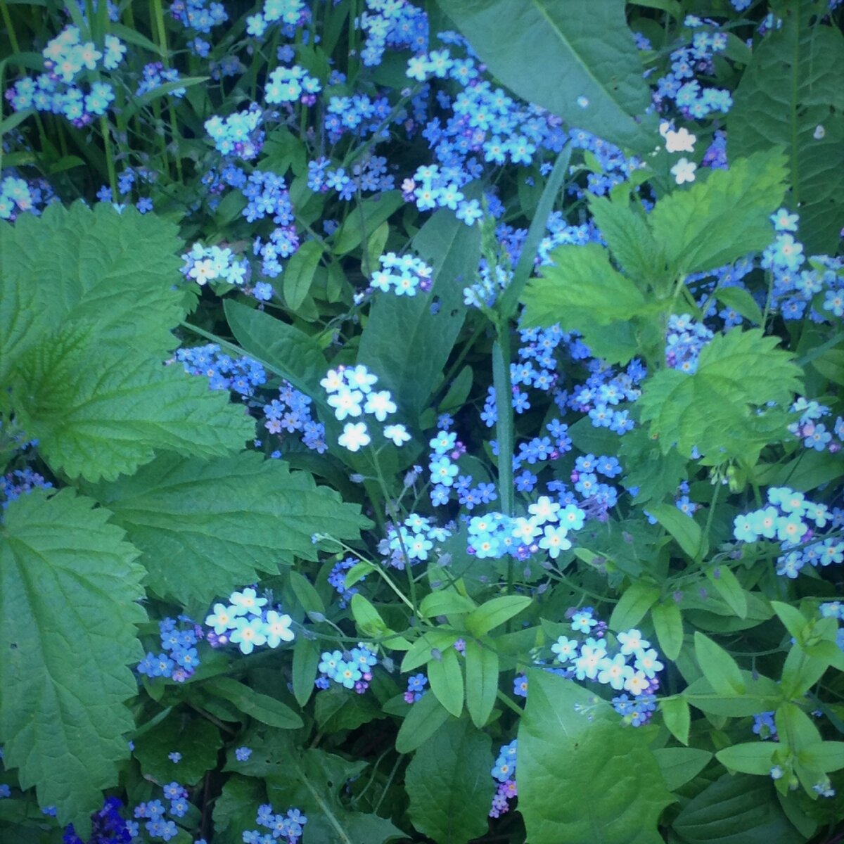 Незабудки в крапиве Вам в ленту)))) 