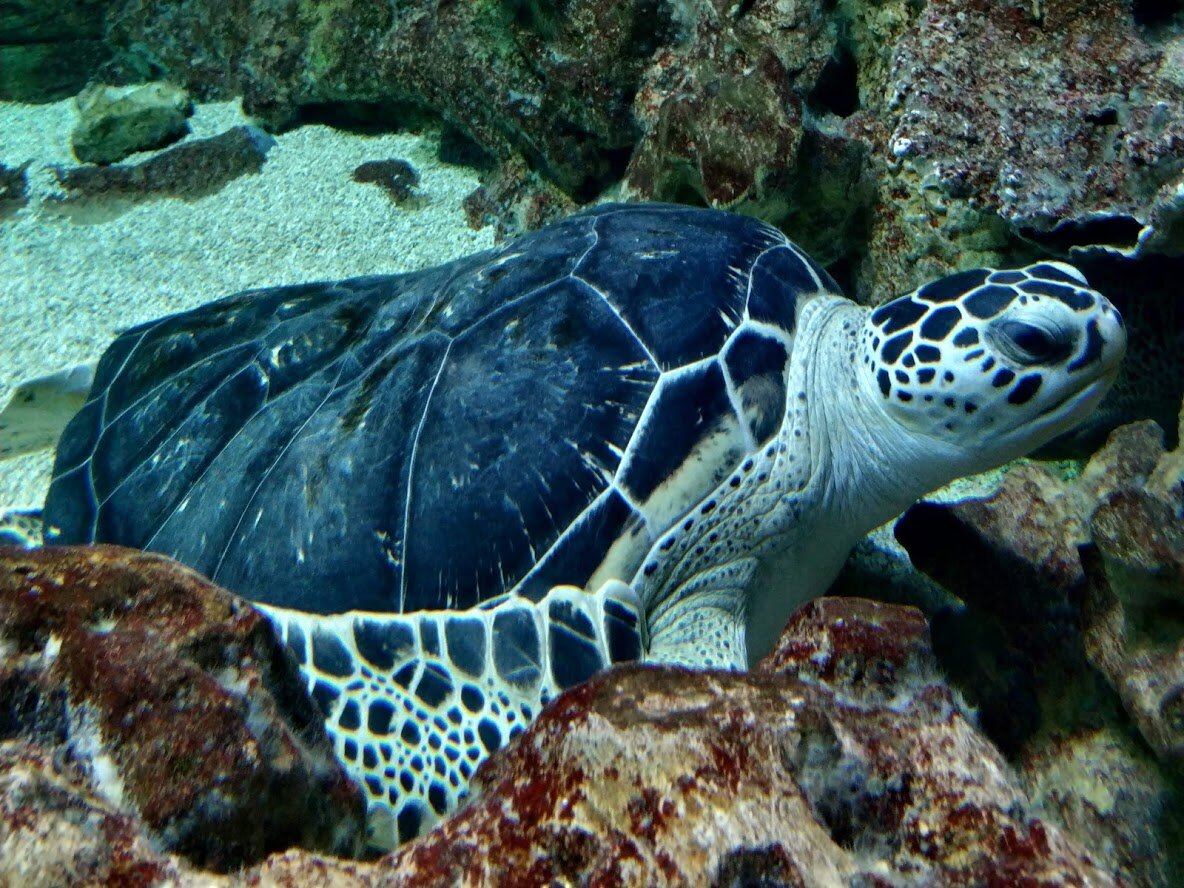 Черепаха-как будто игрушечная!