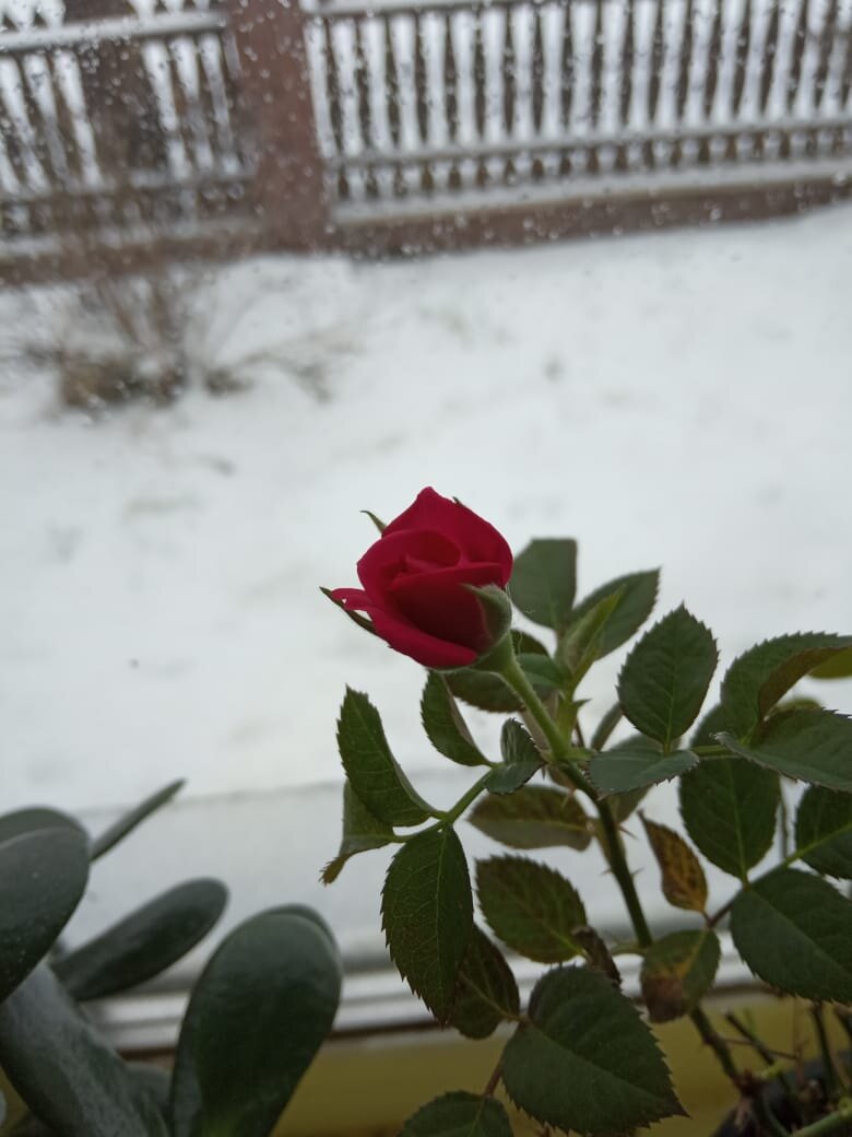 красное на белом...