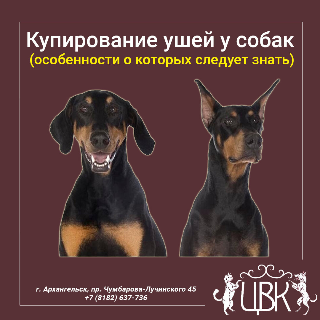 Купирование ушей у собак — особенности о которых следует знать