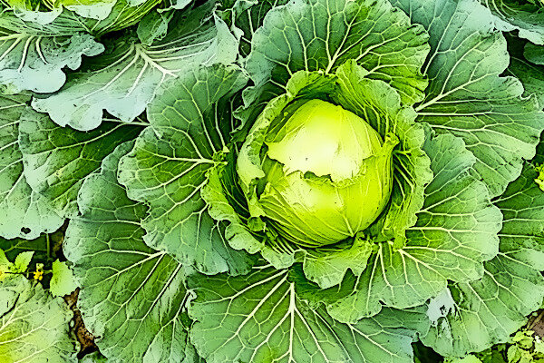 Огородная барыня любит воду и органические удобрения. Фото: pixabay.com