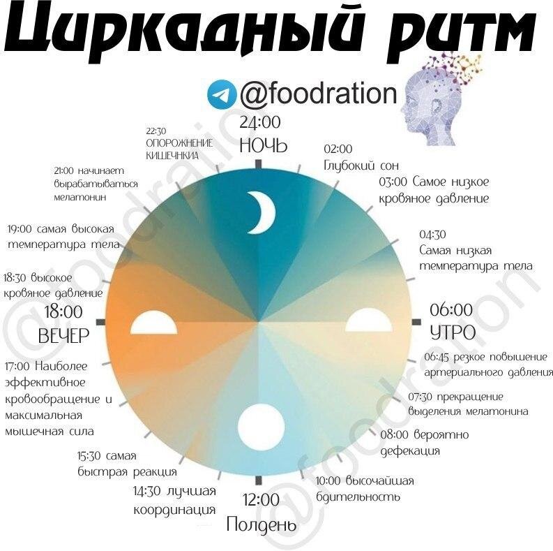 Циркадное освещение. Циркадные ритмы человека по часам схема. Циркадные циклы человека. Циркадные ритмы сна. Схема циркадного ритма человека