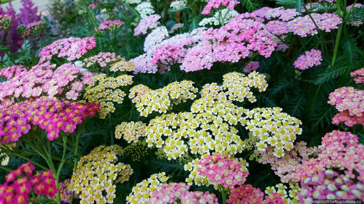 ТЫСЯЧЕЛИСТНИК