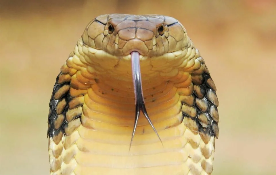 Королевская кобра питается змеями! | Живое в природе | Дзен