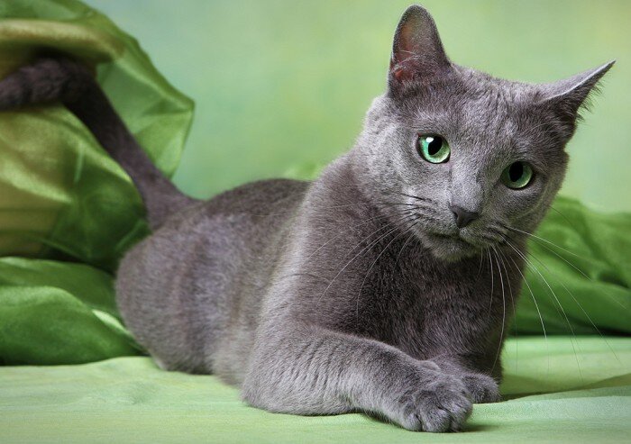 Она очень спокойная и ласковая характером к шумной и много детной семье она прижевёться идеально 