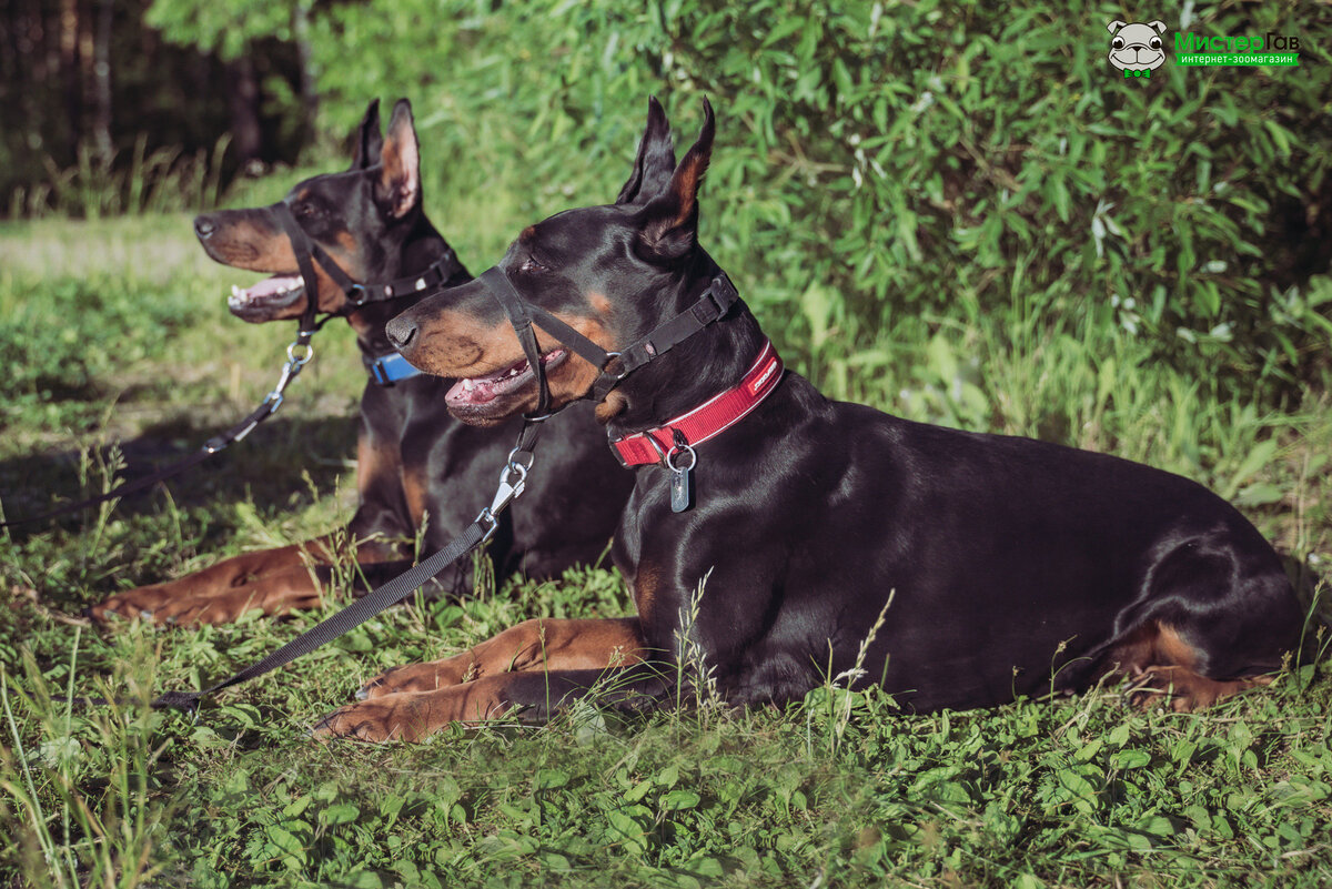 Фото интернет-зоомагазина Мистер Гав. Физическое развитие собаки.