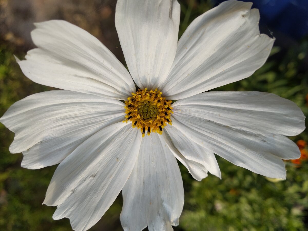 хочется быть красивой)) как цветочек) без волос это как-то проблемно, сложнее.