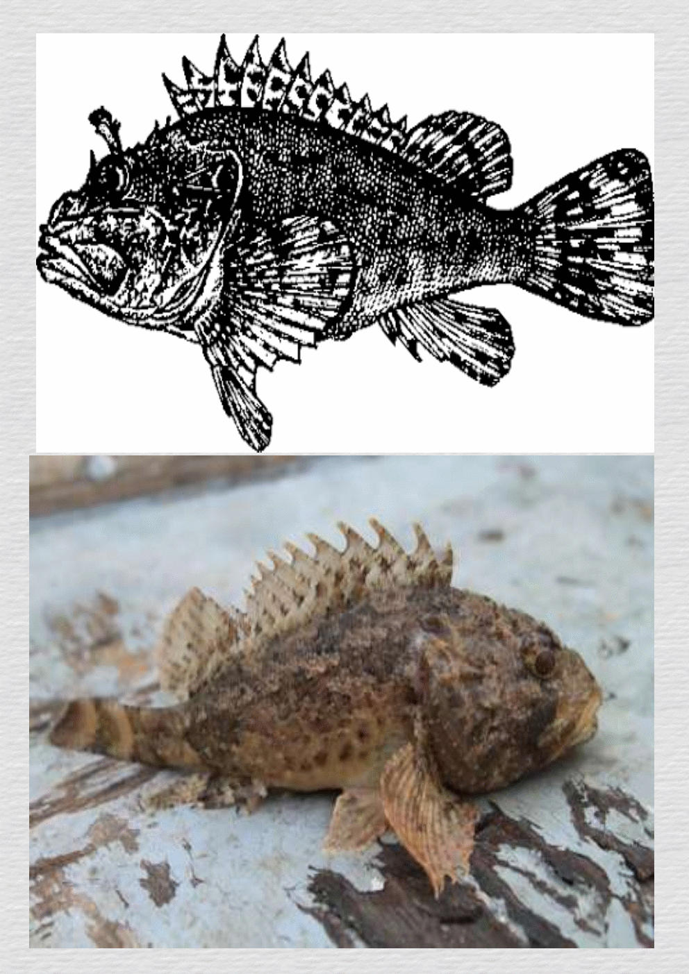 Морской ёрш (скорпена)