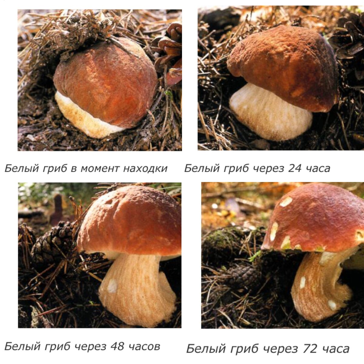 Распространенные грибы