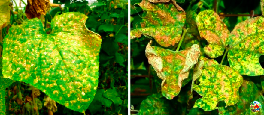 Как может выглядеть листва на огурцах из-за пероноспороза