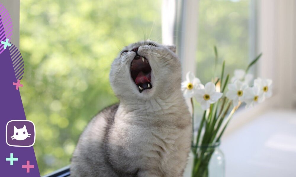 Коты вопят. Орущий кот. Кот зевает. Кричащий кот. Орущий кот картинка.