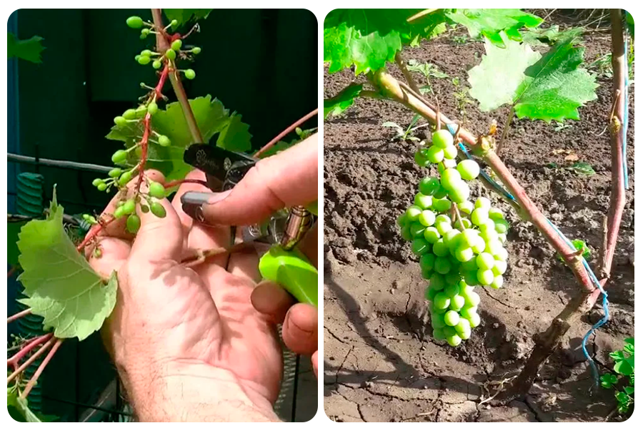 обрезка побегов винограда 