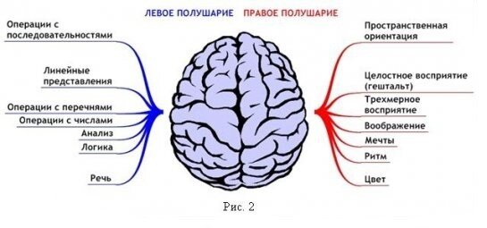 На рисунке левое и правое полушарие головного мозга