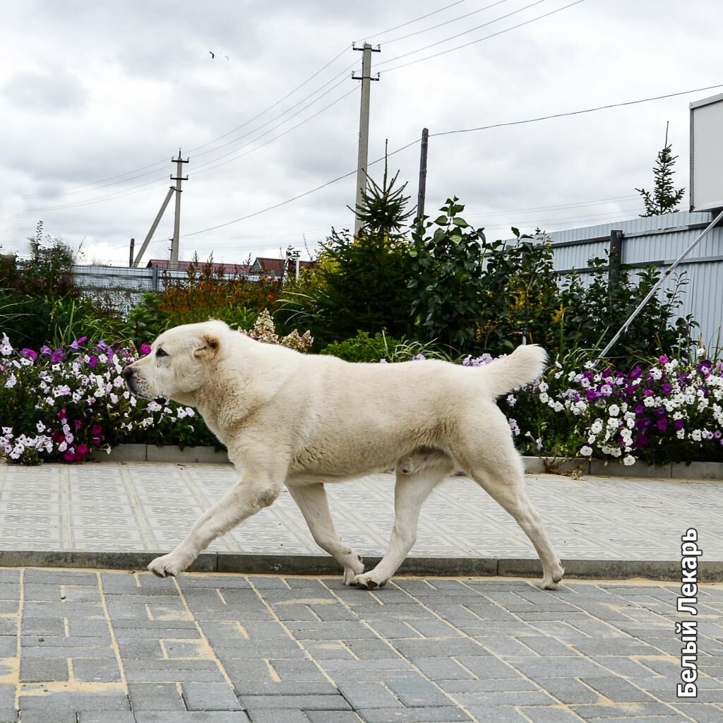 Среднеазиатская овчарка Цаган  - ветеран питомника "Белый Лекарь". https://beliy-lekar.ru/dogs/sredneaziatskaya-ovcharka/cagan-daban-bayaz-buri